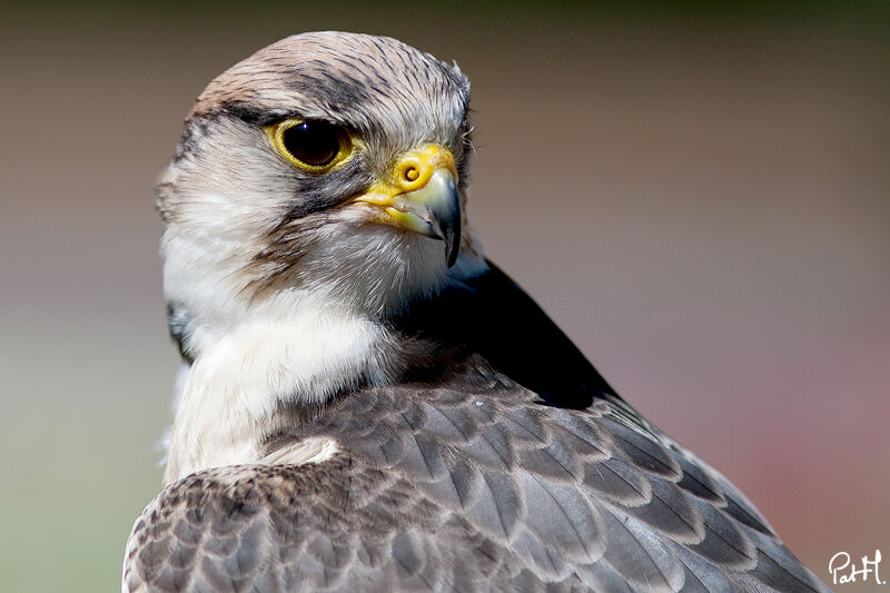 Lanner Falcon, identification