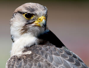 Lanner Falcon