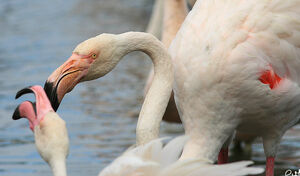 Greater Flamingo 
&copy; Patrick Marques