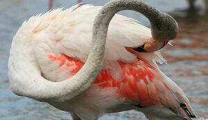 Greater Flamingo 
&copy; Patrick Marques
