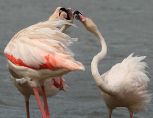 Greater Flamingo 
&copy; Patrick Marques