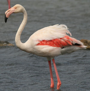 Greater Flamingo 
&copy; Patrick Marques