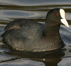 Eurasian Coot