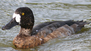 Greater Scaup