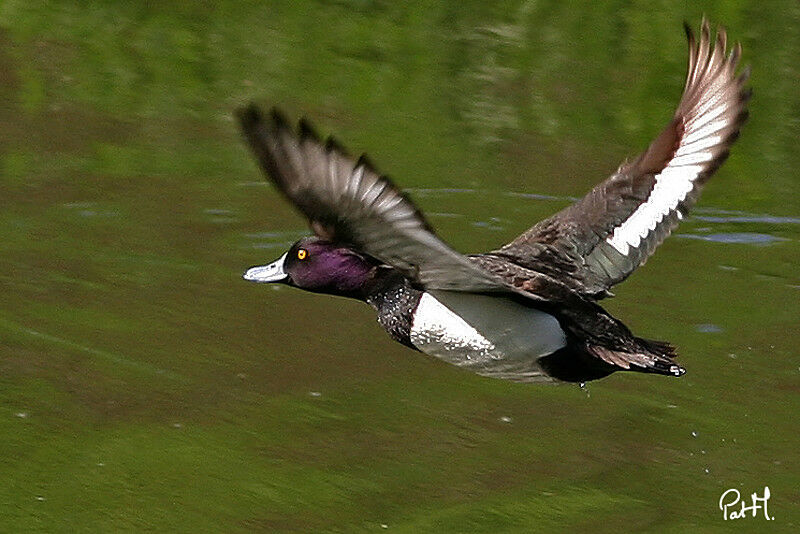 Tufted Duck male adult, Flight