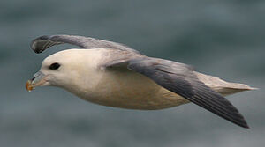 Fulmar bor�al