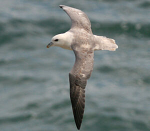 Fulmar bor�al