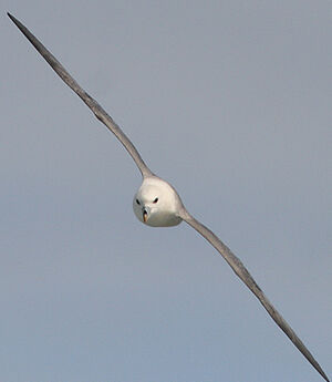 Fulmar bor�al