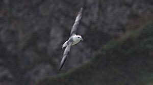 Fulmar bor�al