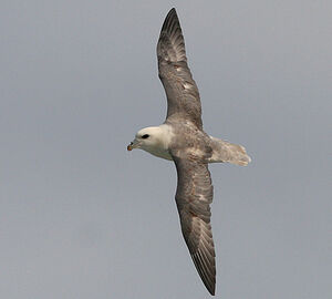 Fulmar bor�al