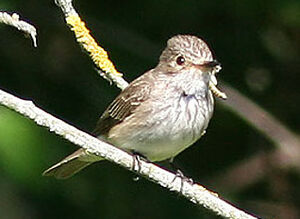 Spotted Flycatcher 
&copy; Patrick Marques