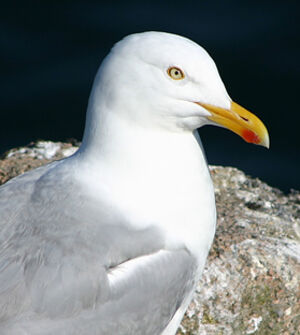 European Herring Gull 
&copy; Patrick Marques