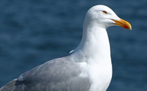 European Herring Gull 
&copy; Patrick Marques