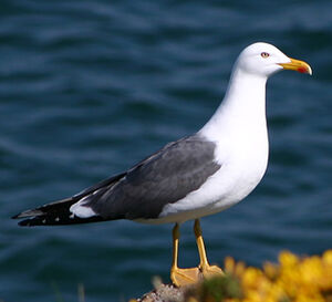 Lesser Black-backed Gull