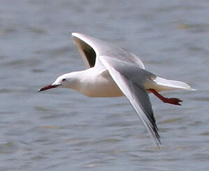 Slender-billed Gull