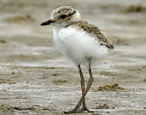 Kentish Plover