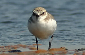 Kentish Plover