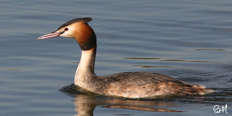 Great Crested Grebeadult, identification