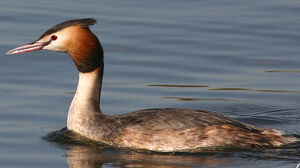 Great Crested Grebe
