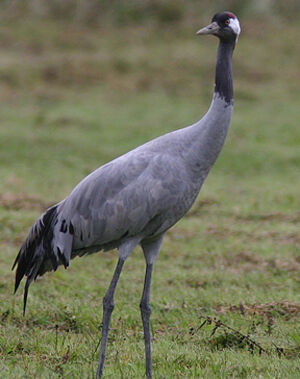 Common Crane