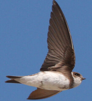 Hirondelle de rivage