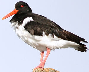Eurasian Oystercatcher