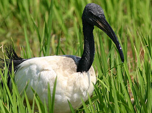 African Sacred Ibis