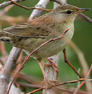 Common Grasshopper Warbler