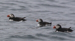 Atlantic Puffin
