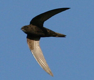 Common Swift
