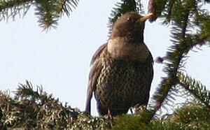 Ring Ouzel 
&copy; Patrick Marques