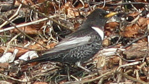 Ring Ouzel 
&copy; Patrick Marques