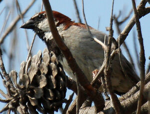 House Sparrow