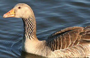 Greylag Goose