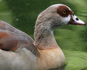 Egyptian Goose