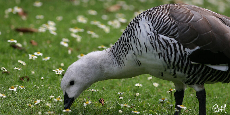 Upland Goose male adult, identification