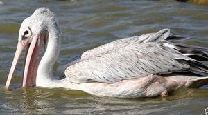Great White Pelican