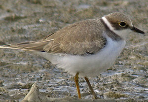 Little Ringed Plover