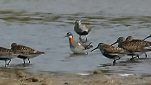 Red-necked Phalarope
