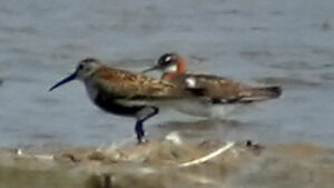 Red-necked Phalarope