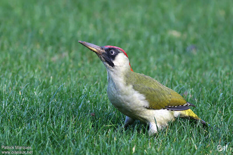 European Green Woodpecker female adult, fishing/hunting