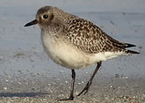 Grey Plover