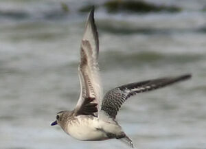 Grey Plover