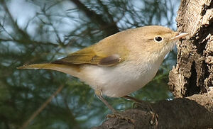 Western Bonelli's Warbler