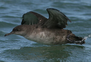 Balearic Shearwater