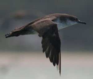 Balearic Shearwater