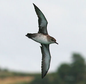 Balearic Shearwater