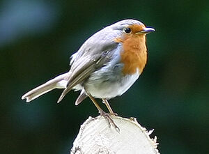 European Robin