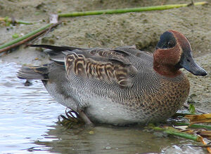 Eurasian Teal 
&copy; Patrick Marques