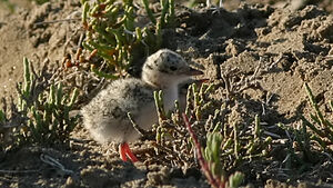 Little Tern
